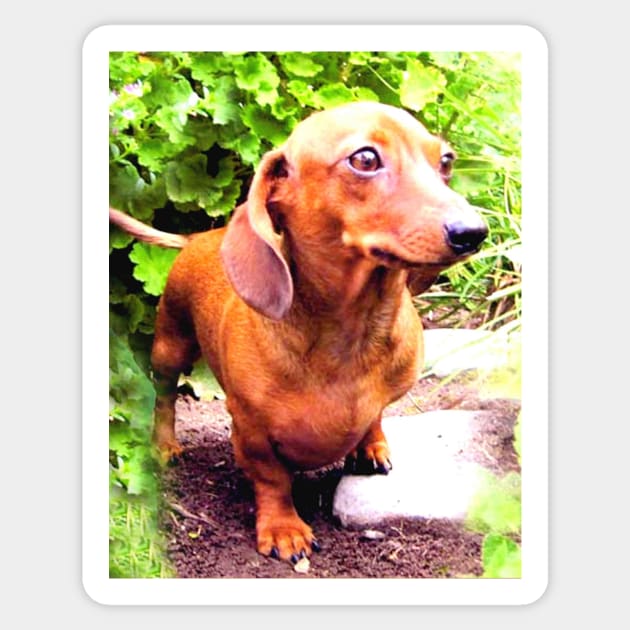 Dachshund Wiener dog - Juliet Sticker by CarloVaro